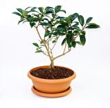 BONSAİ KARTOPU LUCİDUM FİDANI 2 ADET