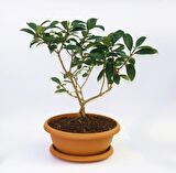 BONSAİ KARTOPU LUCİDUM FİDANI 2 ADET