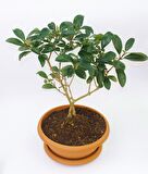 BONSAİ KARTOPU LUCİDUM FİDANI 3 ADET