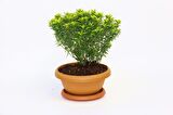 BONSAİ EUONYMUS MİCROPHYLLUS AUREA FİDANI 5 ADET
