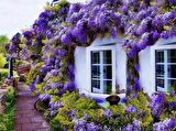 MOR SALKIM FİDANI 3 ADET - Wisteria Sinensis