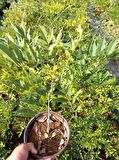 MOR SALKIM FİDANI 3 ADET - Wisteria Sinensis