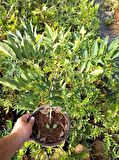 MOR SALKIM FİDANI 3 ADET - Wisteria Sinensis