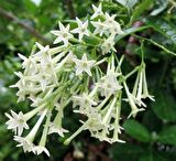MELİSA ÇİÇEĞİ FİDANI 10 ADET - Cestrum Nocturnum