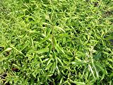 MELİSA ÇİÇEĞİ FİDANI 10 ADET - Cestrum Nocturnum