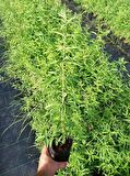 MELİSA ÇİÇEĞİ FİDANI 10 ADET - Cestrum Nocturnum