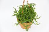 CRASSULA MUSCOSA SUKULENT - ASKILI SAKSIDA HEDİYELİK