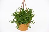 CRASSULA MUSCOSA SUKULENT 2 ADET - ASKILI SAKSIDA HEDİYELİK