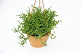 CRASSULA MUSCOSA SUKULENT 2 ADET - ASKILI SAKSIDA HEDİYELİK
