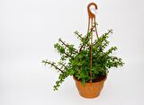 YEŞİM AĞACI Crassula Portulacaria - ASKILI SAKSIDA HEDİYELİK