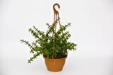 YEŞİM AĞACI 2 ADET Crassula Portulacaria - ASKILI SAKSIDA HEDİYELİK