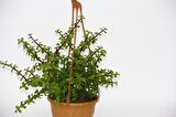 YEŞİM AĞACI 2 ADET Crassula Portulacaria - ASKILI SAKSIDA HEDİYELİK