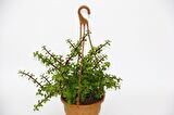 YEŞİM AĞACI 2 ADET Crassula Portulacaria - ASKILI SAKSIDA HEDİYELİK