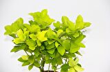 SARI KIRMIZI GOLD TAFLAN EUONYMUS - HEDİYELİK
