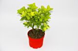 SARI KIRMIZI GOLD TAFLAN EUONYMUS - HEDİYELİK