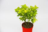 SARI KIRMIZI GOLD TAFLAN EUONYMUS - HEDİYELİK