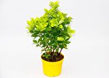 SARI GOLD TAFLAN EUONYMUS - SARI SAKSIDA HEDİYELİK