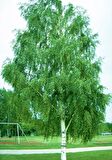 HUŞ AĞACI FİDANI 2 ADET - BETULA PENDULA