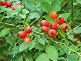KUŞBURNU FİDANI - Rosa Canina