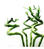 ŞANS BAMBUSU 3 ADET - 1 METRE LUCKY BAMBOO
