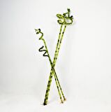 ŞANS BAMBUSU 3 ADET - 1 METRE LUCKY BAMBOO