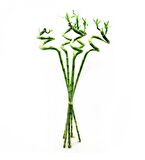 ŞANS BAMBUSU 3 ADET - 1 METRE LUCKY BAMBOO