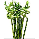 ŞANS BAMBUSU 3 ADET - 1 METRE LUCKY BAMBOO
