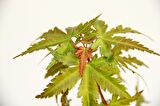 JAPON AKÇAAĞACI ACER PALMATUM 5 ADET