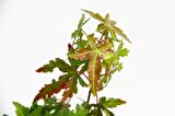 BONSAİ JAPON AKÇAAĞACI HEDİYELİK 2 ADET