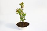 BONSAİ JAPON AKÇAAĞACI HEDİYELİK 5 ADET