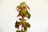 BONSAİ JAPON AKÇAAĞACI HEDİYELİK 2 ADET (SAYDAM SAKSIDA)