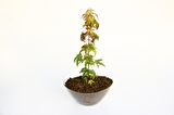 BONSAİ JAPON AKÇAAĞACI HEDİYELİK 2 ADET (SAYDAM SAKSIDA)