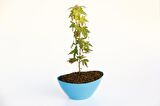 BONSAİ JAPON AKÇAAĞACI HEDİYELİK 3 ADET