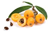 MALTA ERİĞİ - YENİ DÜNYA FİDANI ( Eriobotrya Japonica )