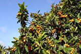 MALTA ERİĞİ - YENİ DÜNYA FİDANI 3 ADET ( Eriobotrya Japonica )