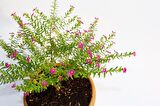 BONSAİ KUFEYA CENNET ÇİÇEĞİ 2 ADET HEDİYELİK