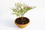 BONSAİ KUFEYA CENNET ÇİÇEĞİ 3 ADET HEDİYELİK