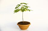 BONSAİ MOR SALKIM FİDANI HEDİYELİK