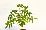 BONSAİ MOR SALKIM FİDANI HEDİYELİK