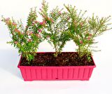 CENNET ÇİÇEĞİ - PEMBE BALKON SAKSISINDA