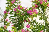 CENNET ÇİÇEĞİ - PEMBE BALKON SAKSISINDA