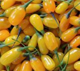 SARI GOJİ BERRY FİDANI