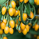 SARI GOJİ BERRY FİDANI 2 ADET