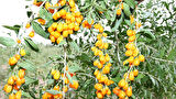 SARI GOJİ BERRY FİDANI 2 ADET