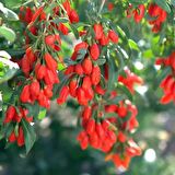 KIRMIZI GOJİ BERRY FİDANI 2 ADET