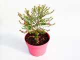 CENNET ÇİÇEĞİ - PEMBE SAKSIDA HEDİYELİK