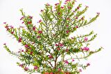 CENNET ÇİÇEĞİ 3 ADET - PEMBE SAKSIDA HEDİYELİK