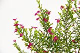 CENNET ÇİÇEĞİ 10 ADET - PEMBE SAKSIDA HEDİYELİK