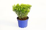TAFLAN MİCROPHYLLUS - MAVİ SAKSIDA HEDİYELİK