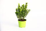 TAFLAN MİCROPHYLLUS 3 ADET - YEŞİL SAKSIDA HEDİYELİK